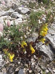 Rhinanthus glacialis