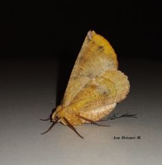 Antepione thisoaria
