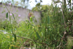 Euphorbia graminea