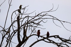 Eurystomus glaucurus