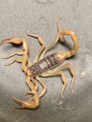 Smeringurus vachoni