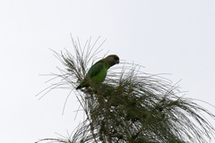 Poicephalus cryptoxanthus