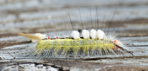 White-marked Tussock Moth photo 3
