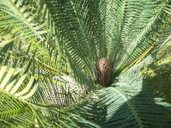 Dioon caputoi