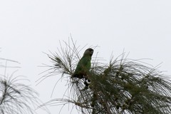 Poicephalus cryptoxanthus