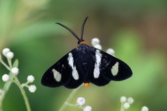 Pitthea trifasciata