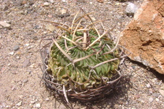 Echinofossulocactus obvallatus