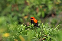 Euplectes hordeaceus