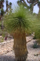 Yucca queretaroensis