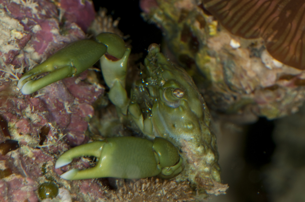 green clinging crab