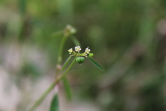 Euphorbia graminea