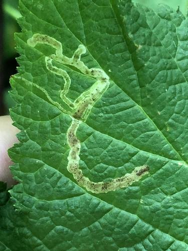 Agromyza vockerothi photo 4
