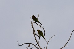 Merops superciliosus