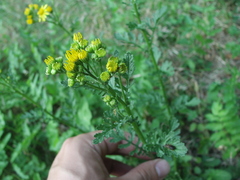 Jacobaea vulgaris