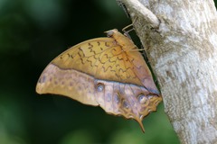 Charaxes varanes