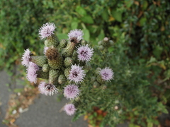 Cirsium arvense