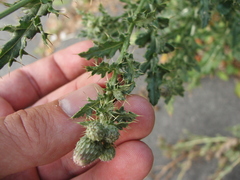 Cirsium arvense