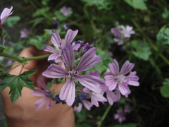Malva sylvestris