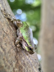 Hyla japonica