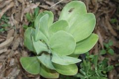 Echeveria pallida
