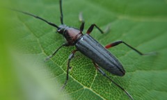 Stenosphenus sobrius