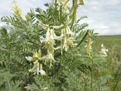 Astragalus drummondii