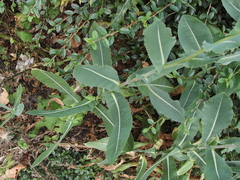 Lactuca serriola