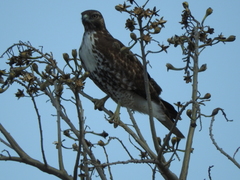 Buteo jamaicensis