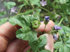 Malva sylvestris