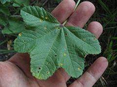 Malva sylvestris