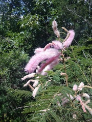 Mimosa benthamii