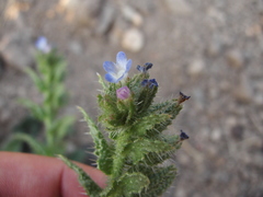 Anchusa arvensis arvensis