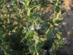 Anchusa arvensis arvensis