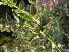 Anchusa arvensis arvensis