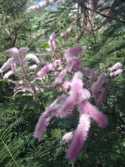 Mimosa benthamii