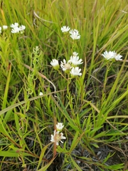 Solidago ptarmicoides