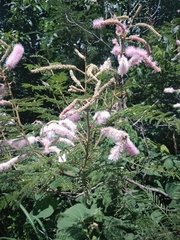 Mimosa benthamii