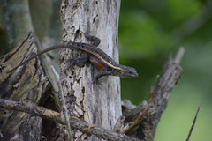 Sceloporus teapensis