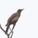 Oriolus szalayi - Photo (c) Marcel Holyoak,  זכויות יוצרים חלקיות (CC BY-NC-ND)