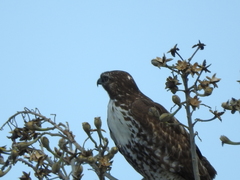 Buteo jamaicensis