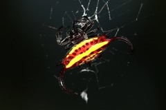 Gasteracantha falcicornis