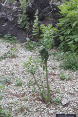 Pereskiopsis blakeana
