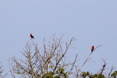 Euplectes hordeaceus