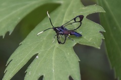Synanthedon fatifera