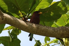 Eurystomus glaucurus