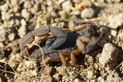 Centruroides margaritatus