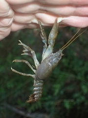 Austropotamobius torrentium