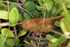 Humbe tenuicornis