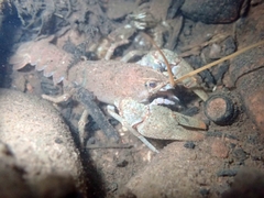 Austropotamobius torrentium