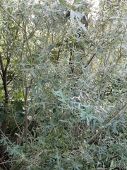Salix